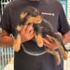 Kleinbleibende Kimberley sucht Zuhause