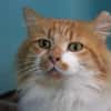 OLIVER