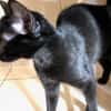 BAGHEERA