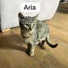 Aria