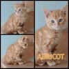 ABRICOT  A RESERVER