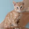 ABRICOT  A RESERVER