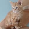 ABRICOT  A RESERVER
