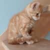 ABRICOT  A RESERVER