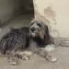DARIO (Patas jumila)