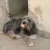 DARIO (Patas jumila)