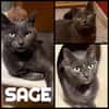 SAGE