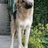 Buffy sucht ihre Familie