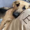 Buffy sucht ihre Familie