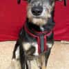 Zara sucht liebe Menschen