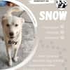 Snow sucht ein liebevolles Zuhause