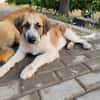 Jumbo sucht seine Familie
