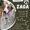Zaga sucht ein liebevolles Zuhause