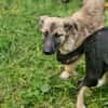 Baily 4 Monate sucht Zuhause