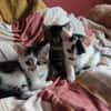 ***ANTON, PÜNKTCHEN und FRIDA!***