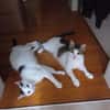 HILDA & BENNI  VERSPIELTES KATZENDUO
