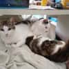HILDA & BENNI  VERSPIELTES KATZENDUO