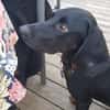 Guillermo - Bracken Mix sucht Familie