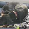 Guillermo - Bracken Mix sucht Familie