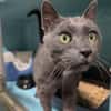 ZINC A17219