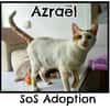 AZRAEL