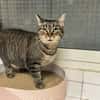 LOLA A17231