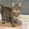 LOLA A17231