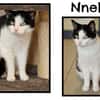 Nneko
