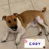 Cody