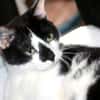 LILO CHAT NOIR & BLANC