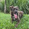 KIRA, Femelle junior Berger Créole
