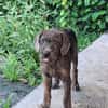 DAIKIRI, chiot femelle croisée