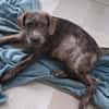 DAIKIRI, chiot femelle croisée