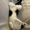 Poupette