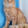 FOZZIE