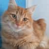 FOZZIE