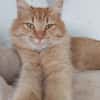 FOZZIE