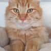 FOZZIE