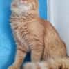 FOZZIE