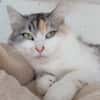 CYBELLE