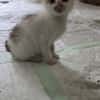 Kater Carlo sucht seine Familie