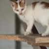 Kater Carlo sucht seine Familie