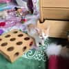 Kämpferin Amelie 🌸sucht ihre Familie