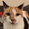 Trudi sucht mit Freigang