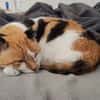 Trudi sucht mit Freigang