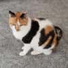 Trudi sucht mit Freigang