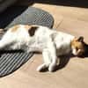 Trudi sucht mit Freigang