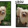 SIBIU