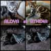 ALOYA et ATHENA - Double adoption A réserver
