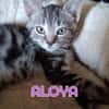 ALOYA et ATHENA - Double adoption A réserver
